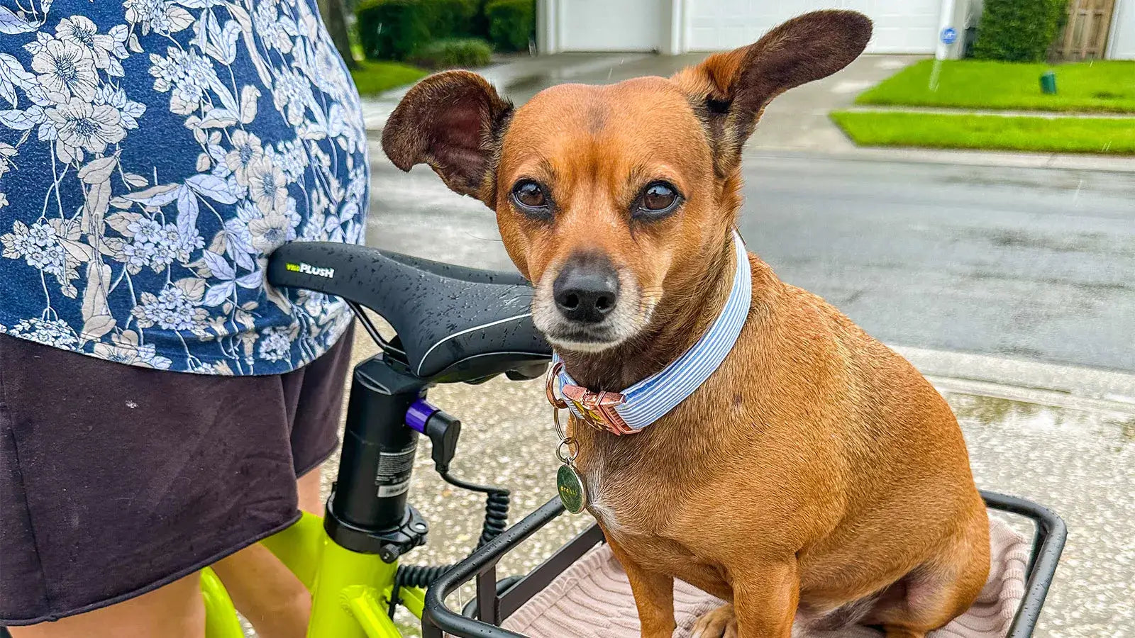 A commuter eBike carrying a dog