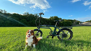 How to Bike with Your Dog: Choosing Between a Basket and a Pet Trailer