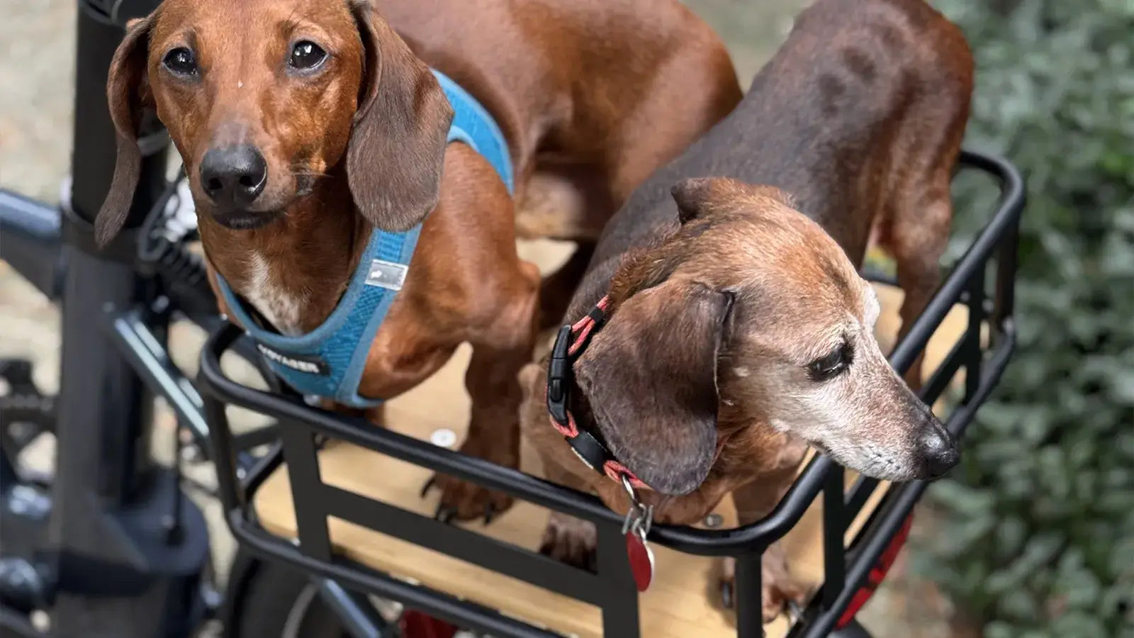 Electric Bike With Two Baskets